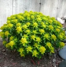 цвете Латинско Euphorbia
