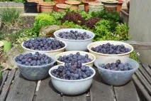 Домашній мармелад зі слив. слив