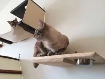 висящи котки