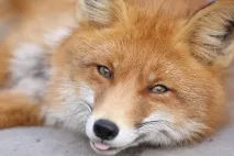 животно