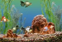 Чи є користь від акваріумних рибок акваріумних