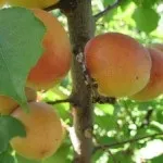 Гібрид абрикоса звичайного та маньчжурського - особливості культури, щеплення, поділ, звичайного