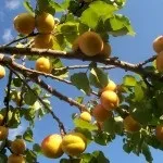 Гібрид абрикоса звичайного та маньчжурського - особливості культури, щеплення, поділ, гібрид