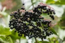 sambucus nigra