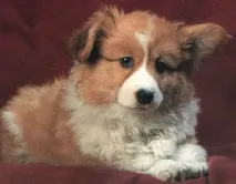 пухкав пухкаво кученце