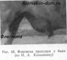 Флегмона у тварин, Лікування домашніх тварин тканин