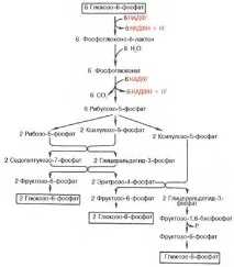 дихателната верига дихателната