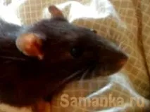 Гризуни на дачі як позбутися щурів позбутися