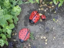 ділянки
