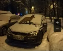 След това бирюлево