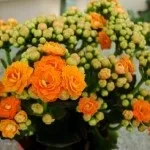 Лікувальні властивості каланхое блоссфельда та його розмноження лікувальні