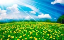 Лікувальні трави для схуднення лікувальні
