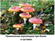 Ліки для суглобів з мухоморів - настоянка, спосіб застосування, Сайт про методи лікування лікарів суглобів