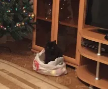 котка lkin
