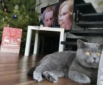 котка избор