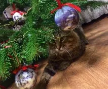 котка котка