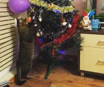 избор котка