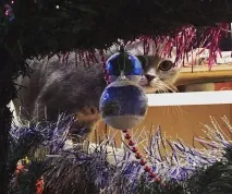 котка избор