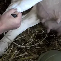 Лікування ВРХ сучасний підхід лікування