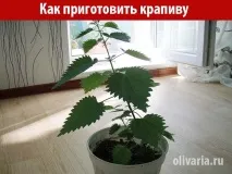 коприва вряща вода