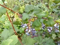 Йошта посадка, догляд та розмноження рослини, фото та відео поради рослини