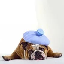 куче червей