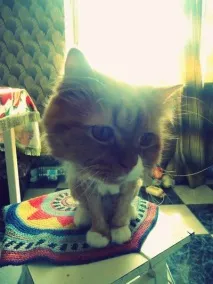 котка живее години