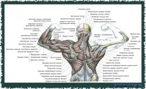 latissimus основни