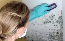 мухъл мухъл