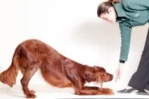 кучето кучето