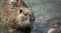 видео развъждаме