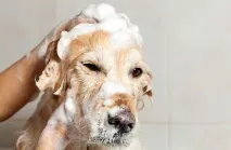 шампунем