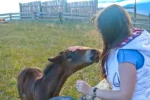 кінний