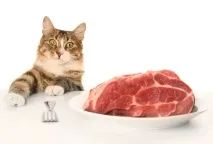 домашен любимец котката