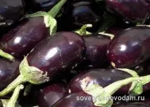 патладжаните свежи