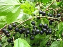 ЯК ОТРИМАТИ СУПЕР УРОЖАЇ МАЛИНИ, СМОРОДИНИ, КРИЖОВНИКА, ВИШНІ, Дачники отримати