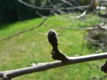овощни дървета съвети