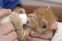 Як вигодовувати осиротілих кошенят кошенят