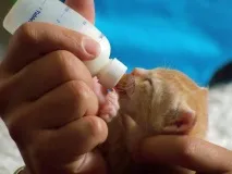 Як вигодовувати осиротілих кошенят кошенят