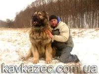 куче куче
