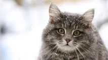 Клички для котів та кішок кішок