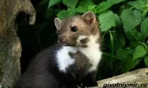 Кам’яна куниця куниці