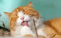 Клички для котів та кішок котів