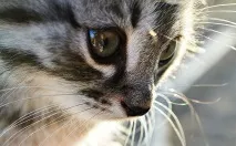 Клички для котів та кішок котів