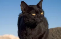 Клички для котів та кішок котів