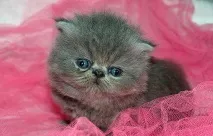 домашен любимец котки