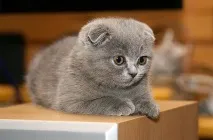 Клички для котів та кішок кішок
