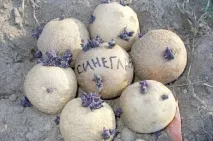 Картопля синьоока опис сорту, фото, відгуки синьоока