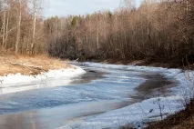 златка каменна