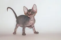 котки Какво наречем